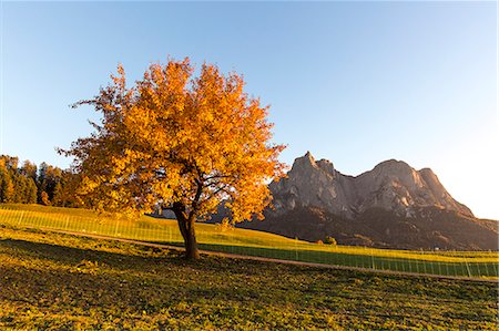 Lone tree during autumn, Castelrotto, Seiser Alm, Bolzano province, South Tyrol, Italy Photographie de stock - Rights-Managed, Code: 879-09100824