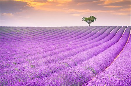 purple flower - Lavender fields near Valensole, Provence, France Stock Photo - Rights-Managed, Code: 879-09100993