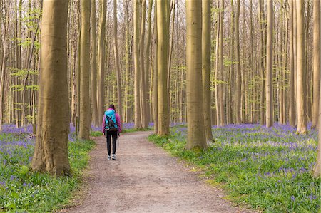 woman walking on a pathway into the Halle Forest, Halle, Bruxelles, Flemish Brabant, Flanders, Belgium Stock Photo - Rights-Managed, Code: 879-09129006