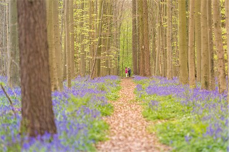 Touristic pathway into the Halle Forest, Halle, Bruxelles, Flemish Brabant, Flanders, Belgium Stock Photo - Rights-Managed, Code: 879-09129003