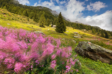 Willowherb (epilobium) blooming in wind, Starleggia, Spluga valley, Campodolcino, Sondrio province, Lombardy, Italy, Europe Photographie de stock - Rights-Managed, Code: 879-09189206