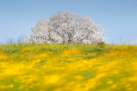 ranunculus sp - Buttercups flowers (Ranunculus) in a windy day frame the most biggest cherry tree in Italy in a spring time, Vergo Zoccorino, Besana in Brianza, Monza and Brianza province, Lombardy, Italy, Europe Stock Photo - Rights-Managed, Code: 879-09189220