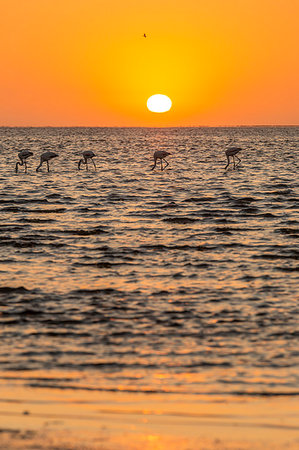 swakopmund - Greater flamingo feeding at Walvis Bay at sunset,Swakopmund,Namibia,Africa Stock Photo - Rights-Managed, Code: 879-09189769