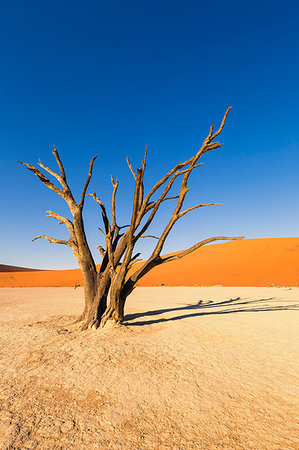 simsearch:862-03713108,k - Dead acacia trees and sand dunes,Deadvlei clay pan,Namib Naukluft national park,Namibia,Africa Stock Photo - Rights-Managed, Code: 879-09189796