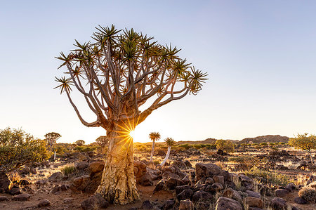 Quiver tree forest at sunset,Keetmanshoop,Namibia,Africa Stock Photo - Rights-Managed, Code: 879-09189831