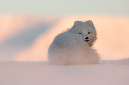 spitzbergen island - Arctic fox (Alopex lagopus), Billenfjorden, Pyramiden, Spitsbergen, Svalbard, Norway Stock Photo - Rights-Managed, Code: 879-09190595