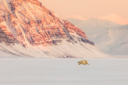 Polar bear (ursus maritimus) in Billefjorden, near Pyramiden, in western Spitsbergen Island, Svalbard. Stock Photo - Rights-Managed, Code: 879-09190600