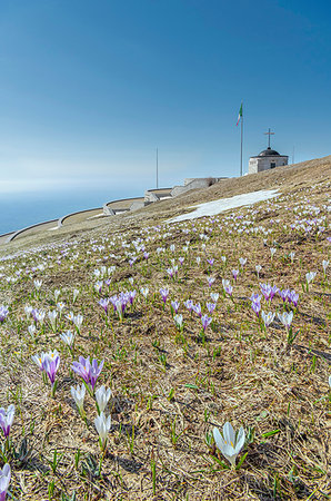 Monte Grappa, province of Vicenza, Veneto, Italy, Europe. Crocus blossom at the summit of Monte Grappa, where there is a military monument. Stock Photo - Rights-Managed, Code: 879-09190683