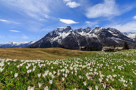 Meadows of Crocus in bloom, Bracciascia alp, Malenco Valley, province of Sondrio, Valtellina, Lombardy, Italy Photographie de stock - Rights-Managed, Code: 879-09191315