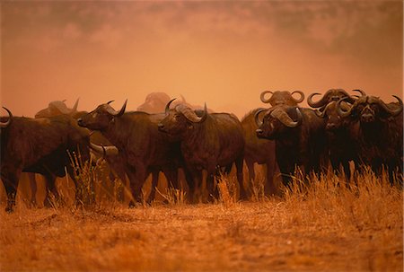 Herd of Buffalo Stock Photo - Rights-Managed, Code: 873-06440156