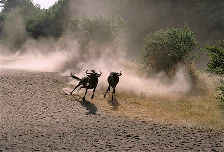 dust (dry particles) - Wildebeest Running Stock Photo - Rights-Managed, Code: 873-06440203