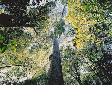 Forest Canopy Kwa Zulu Natal, South Africa Stock Photo - Rights-Managed, Code: 873-06440217