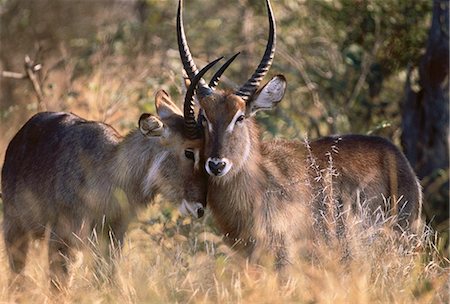 Waterbuck Standing in Tall Grass Stock Photo - Rights-Managed, Code: 873-06440308