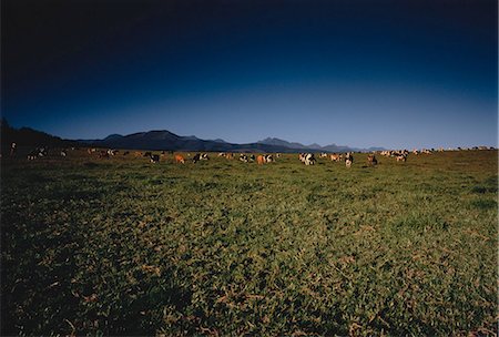 domestic cattle - Cows Grazing in Field Sedgefield, Western Cape South Africa Stock Photo - Rights-Managed, Code: 873-06440420