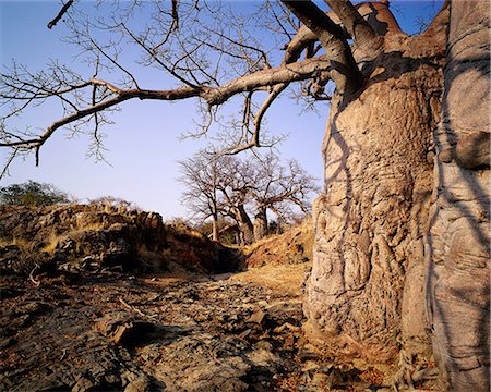 Baobab Tree near Kunene River Epupa Falls, Angola, Africa Stock Photo - Rights-Managed, Code: 873-06440453