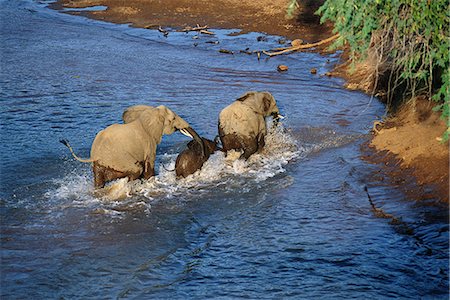 African Elephants Crossing River Kruger National Park Mpumalanga, South Africa Stock Photo - Rights-Managed, Code: 873-06440493