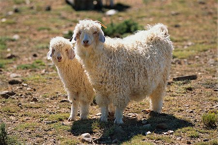 Portrait of Goat with Kid Karoo, Western Cape South Africa Stock Photo - Rights-Managed, Code: 873-06440510