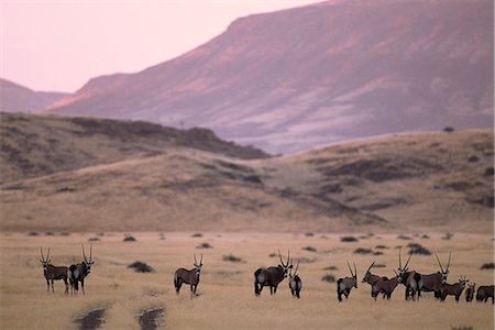 simsearch:873-06440549,k - Troupeau d'Oryx dans la vallée au crépuscule Kaokoland, en Namibie, Afrique Photographie de stock - Rights-Managed, Code: 873-06440526