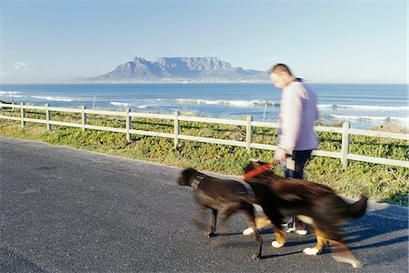 simsearch:700-00166478,k - Man Walking Dogs, Bloubergstrand, Cape Town, Western Cape, South Africa Stock Photo - Rights-Managed, Code: 873-06440874