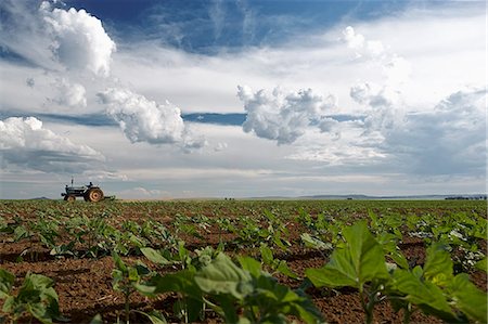 simsearch:400-05297250,k - Tractor in Sunflower Field, Boons, Northwest Province, South Africa Stock Photo - Rights-Managed, Code: 873-06440890