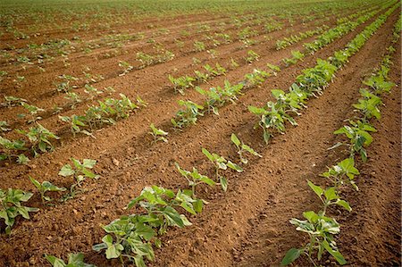 simsearch:600-02217145,k - Sunflower Field, Boons, Northwest Province, South Africa Stock Photo - Rights-Managed, Code: 873-06440891