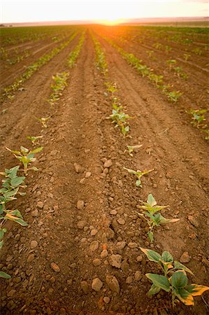 simsearch:600-02217145,k - Sunflower Field, Boons, Northwest Province, South Africa Stock Photo - Rights-Managed, Code: 873-06440892