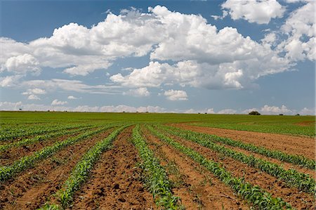 simsearch:600-02217145,k - Cornfield, Boons, Northwest Province, South Africa Stock Photo - Rights-Managed, Code: 873-06440893