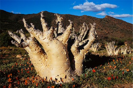 richtersveld national park - Wild Grape Tree, Namaqualand, South Africa Stock Photo - Rights-Managed, Code: 873-06441080