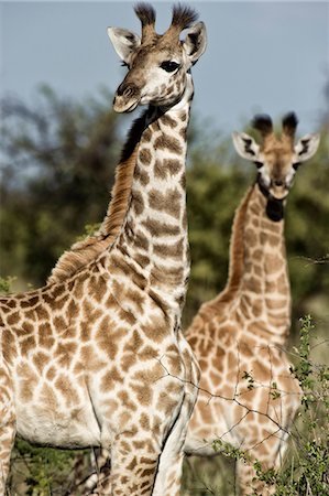 Medium shot of giraffes, Madikwe Game Reserve, North West Province, South Africa Stock Photo - Rights-Managed, Code: 873-07156655