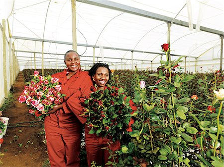 Green Finger Roses, Bloemfontein, Free State Foto de stock - Con derechos protegidos, Código: 873-07156854