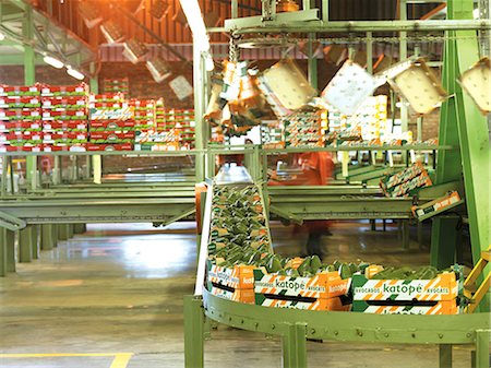 eastern transvaal - Production line of boxed avocados, Burpack Stock Photo - Rights-Managed, Code: 873-07157015