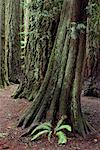 Cathedral Grove, île Vancouver Colombie-Britannique, Canada