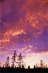 Silhouette der Bäume mit Altocumulus Wolken Alberta, Kanada