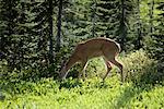 Mule Deer Eating Greens Glacier National Park Montana, USA