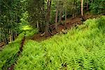 Farne entlang Woodland Shampers Bluff, New Brunswick, Kanada