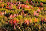 Lupinen Shampers Bluff, New Brunswick, Kanada