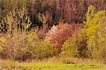 Frühling Wald, grau Mills, New Brunswick, Kanada