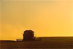 Harvesting Wheat Near St. Agathe, Manitoba, Canada