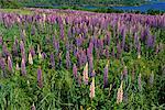 Lupinen Shampers Bluff, New Brunswick, Kanada