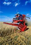 Harvesting Wheat Near Hamiota, Manitoba, Canada