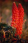 Lupins Shampers Bluff New Brunswick, Canada