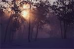 Les rayons du soleil à travers les arbres avec brouillard (Alberta), Canada