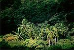 Palm Trees Tortola, britische Jungferninseln