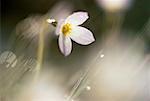 Bluets New Brunswick, Canada