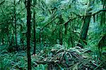 Rain Forest Vancouver Island British Columbia, Canada