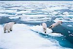 L'ours blanc arctique