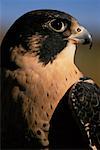 Mâle Peregrine Falcon (Alberta), Canada