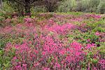 Wild Rhododendron Gorham's Bluff, New Brunswick Canada