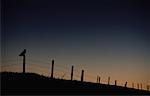 Silhouette du hibou moyen-duc sur clôture à Dawn (Alberta), Canada
