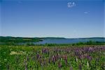 Lupins au printemps Shampers Bluff New Brunswick, Canada